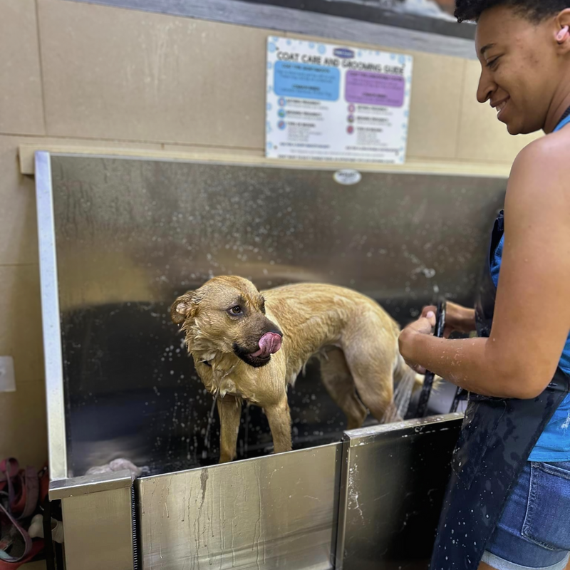 DIY Dog Wash in Kent, WA