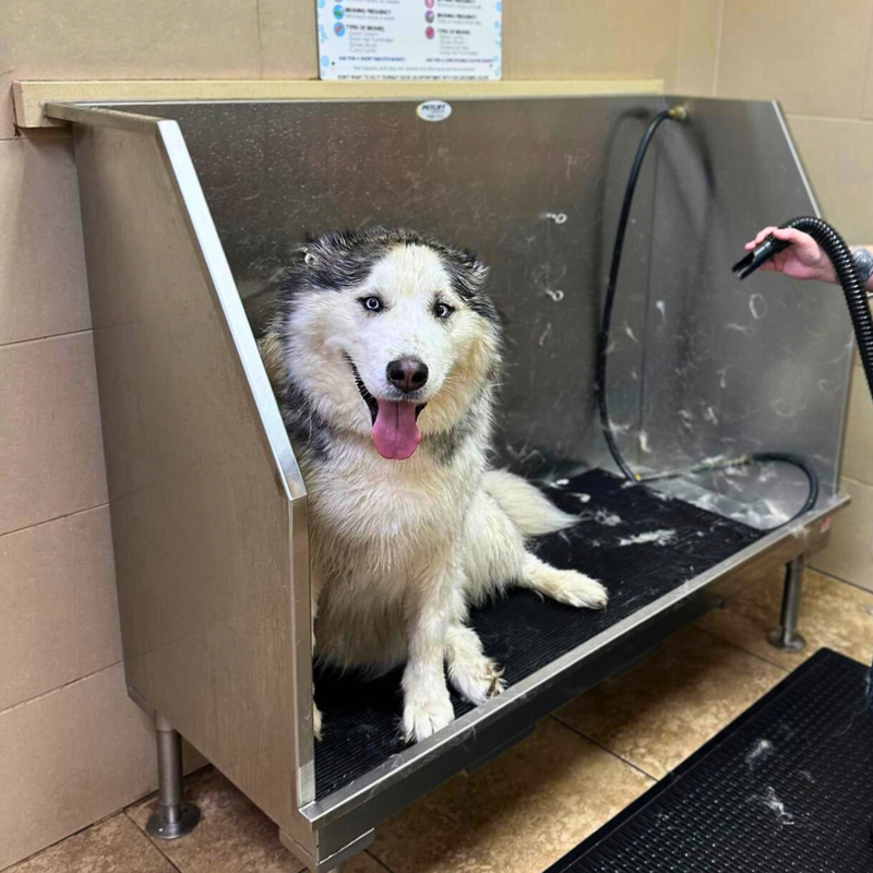 DIY Dog Wash Near Kent, WA