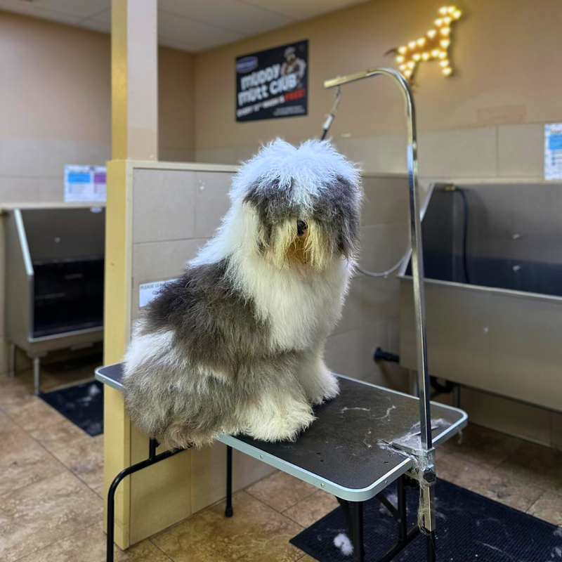 DIY Dog Wash Near Kent, WA