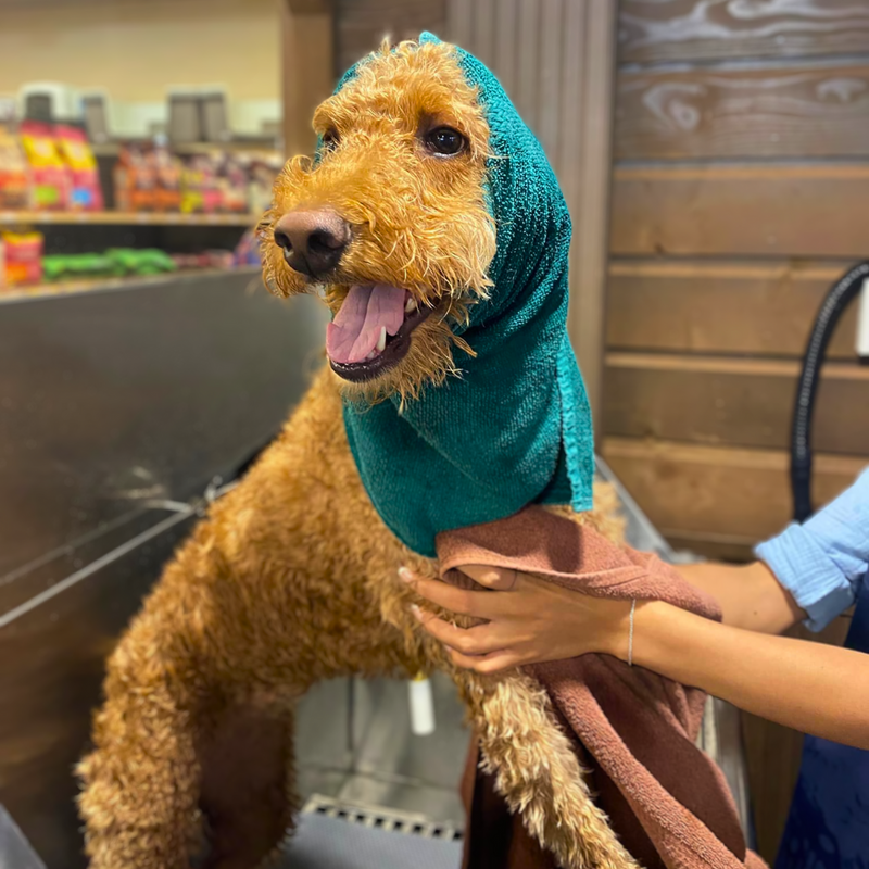 self service dog wash Kent, WA