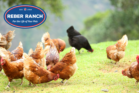 Poultry, Livestock & Feed Supplies