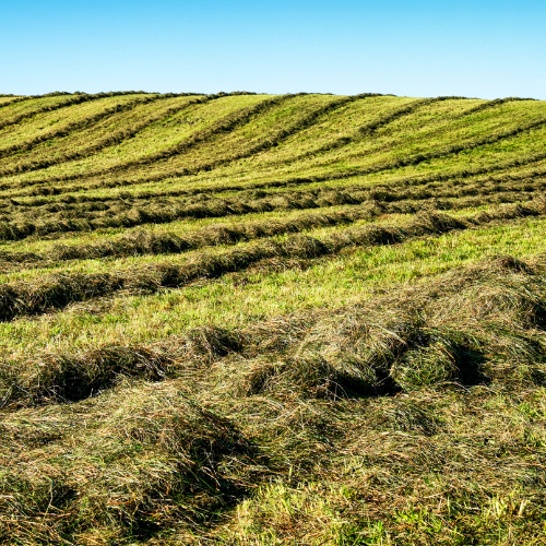 Cut hay field 