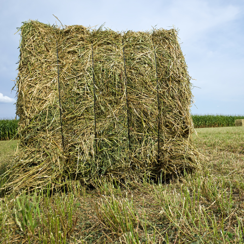 Square hay bale