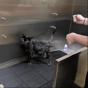 Cat being washed inside of DIY cat wash