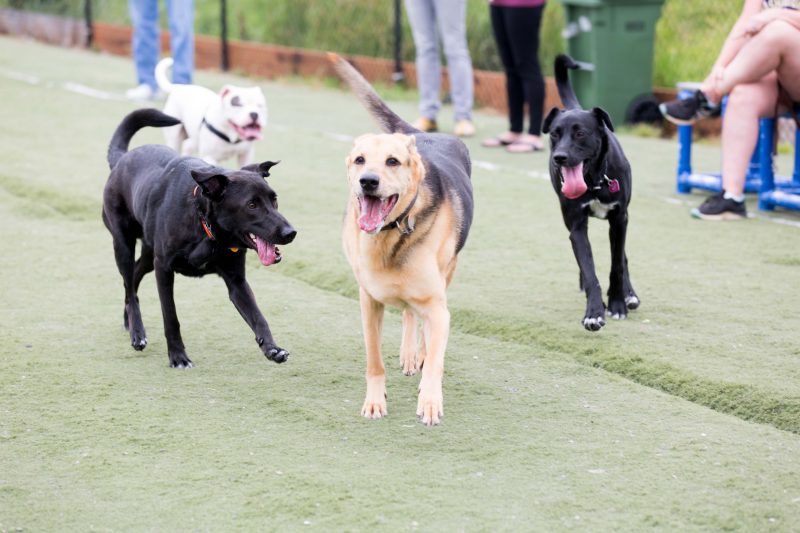 Dogs playing in a dog park