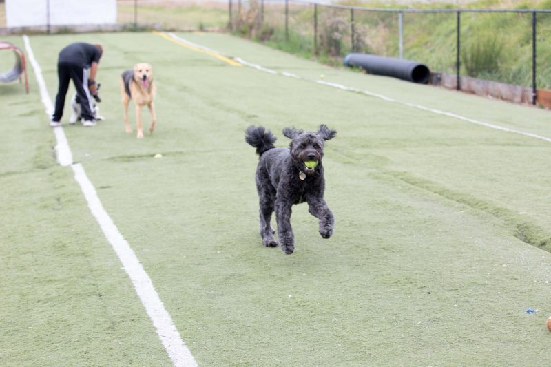 Dog playing in a dog park