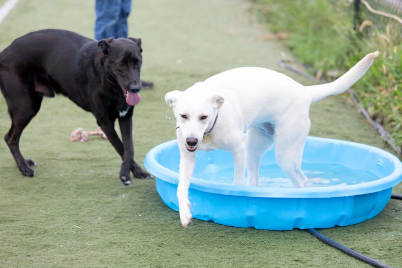 Dog playing in a dog park