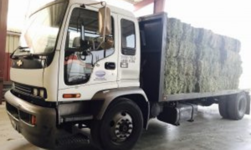 Hay bales stacked on the back of a delivery truck