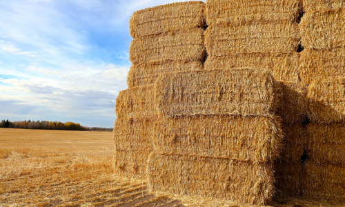 Square hay bales stacked in a field 