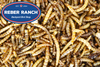 Reber Ranch Mealworms