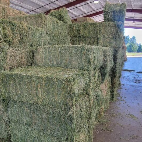 Square hay bales stacked in a barn