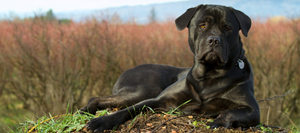 Dog laying in a field 