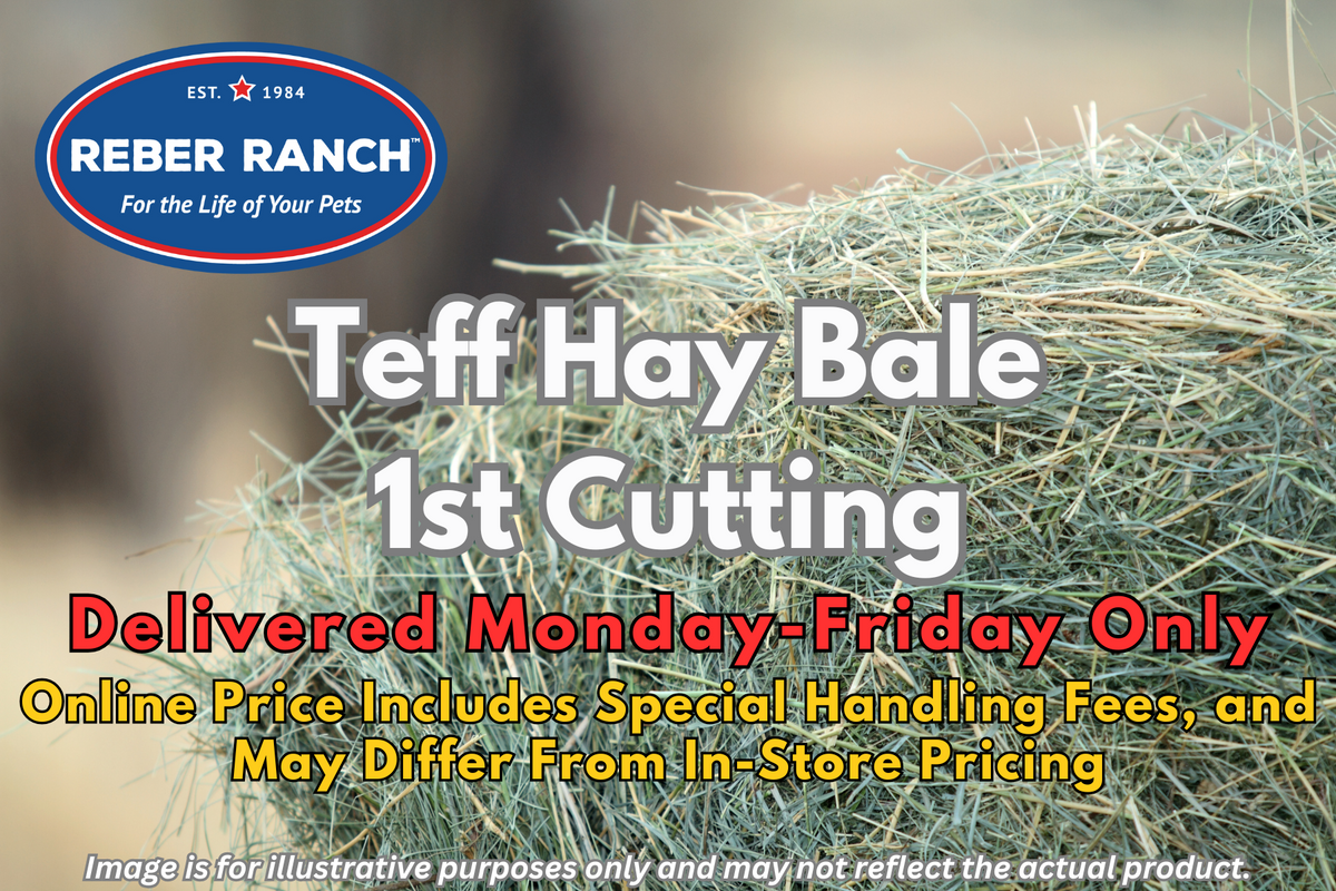 Reber Ranch Teff Hay Bale - 1st Cutting - Kent, WA - Reber Ranch