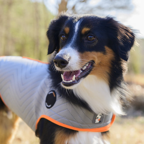 Thunderworks ThunderShirt for Dogs: Platinum Sport (XXLarge)