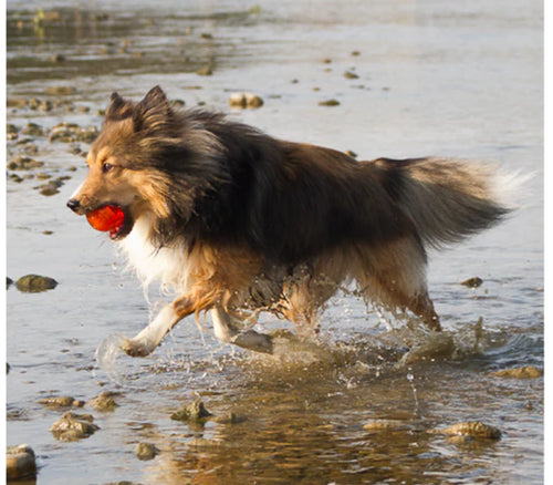 Bionic Ball Dog Toys