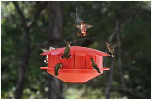 Humm-Bug Bird Feeder