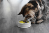 BeOneBreed Intellikatt Interactive Cat Bowl