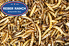 Reber Ranch Meal Worms