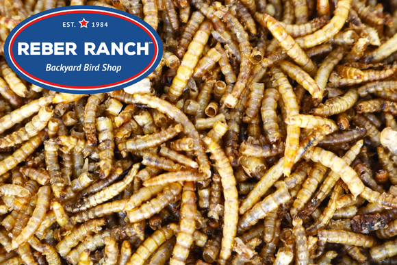 Reber Ranch Meal Worms