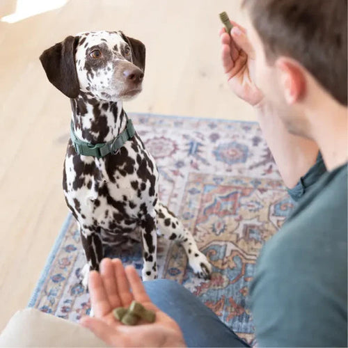 GREENIES Mint Flavored Anytime Bites Dog Treats